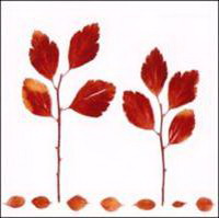 va - autumn leaves (2009)